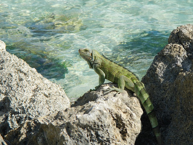 Iguanas in a Tropical Paradise