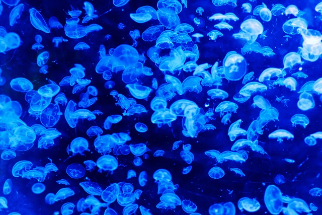 Jellyfish Symphony Underwater