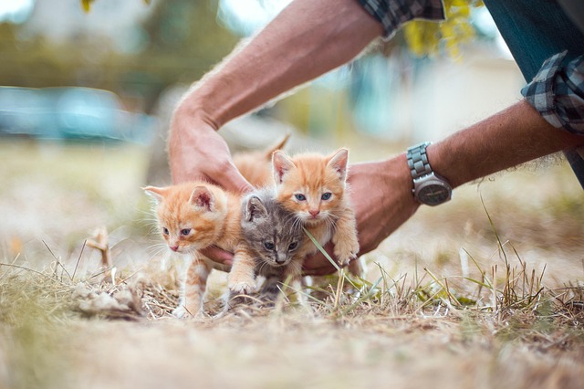 Kittens Found in a Garden