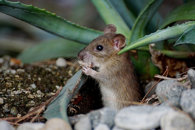 Mouse in a Garden