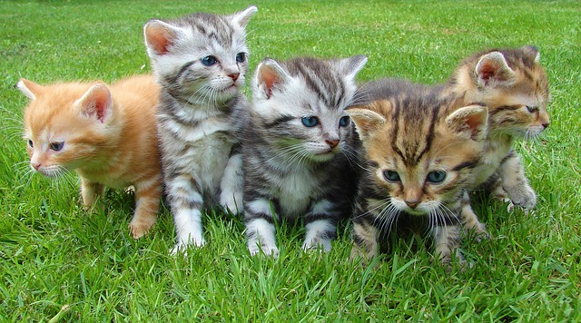  Multicolored Kittens