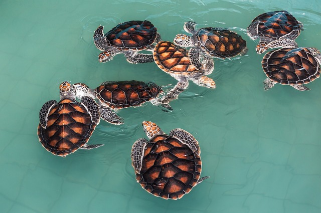  Multiple Turtles in a Dream