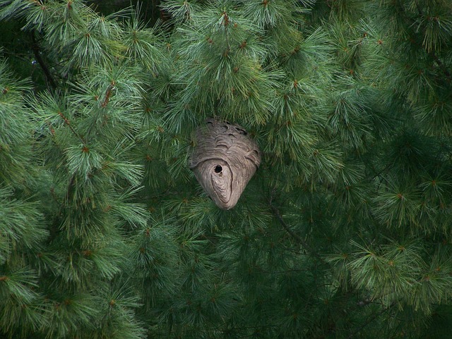  Peacefully Observing a Hornets' Nest