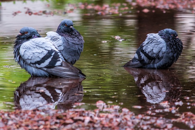 Pigeon Bathing in a Puddle