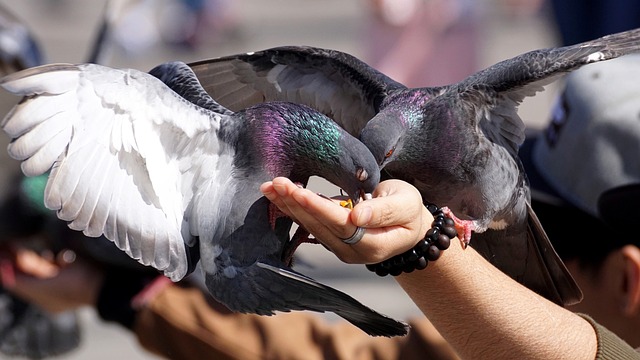  Pigeon Eating Seeds from Your Hand