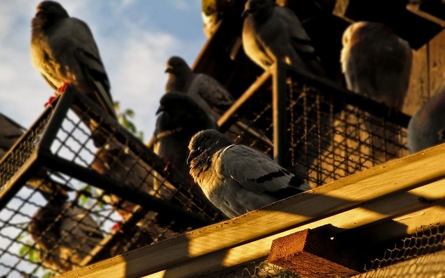 Pigeon Watching a Sunrise