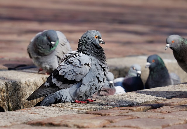  Pigeons at a Crossroads