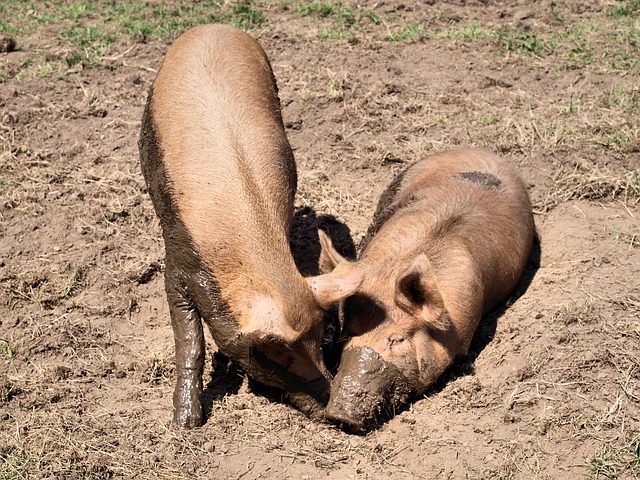  Pigs Bathing in Mud