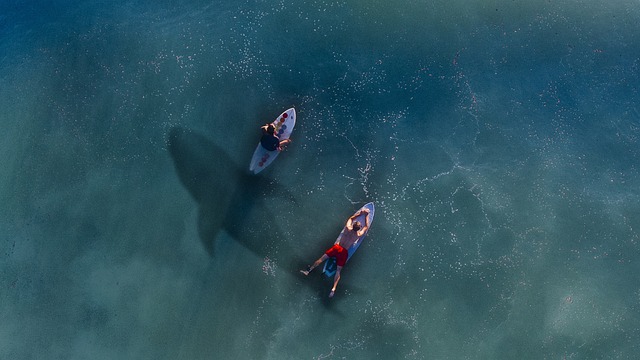  Playful Interaction with Sharks