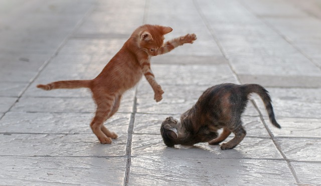 Playful Kittens