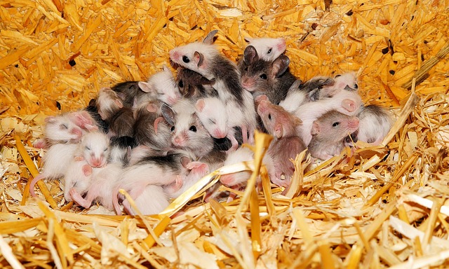 Playful Mice Gathering