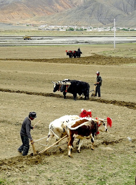 Plowing the Fields