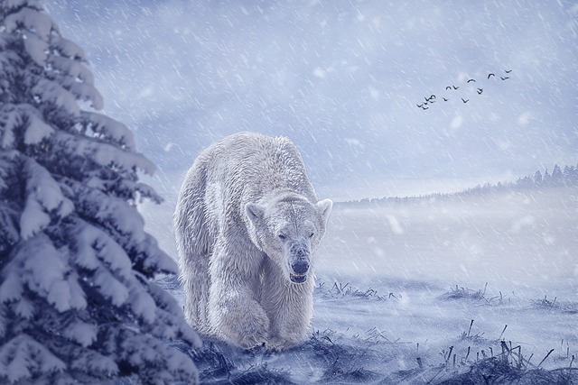 Polar Bear and a Frozen Landscape