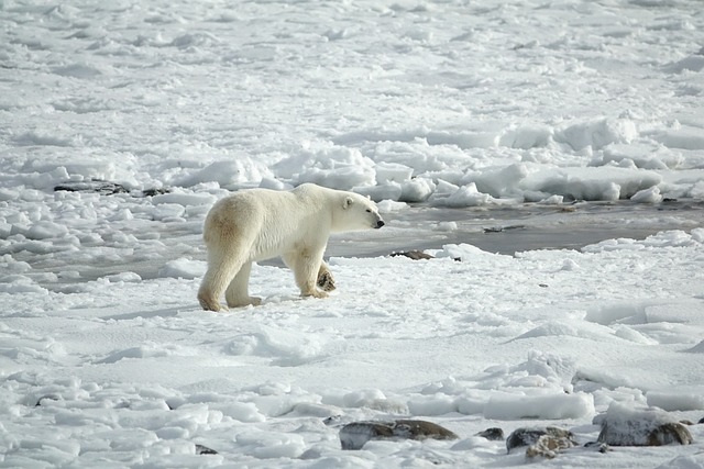 Polar Bear in a Melting Environment