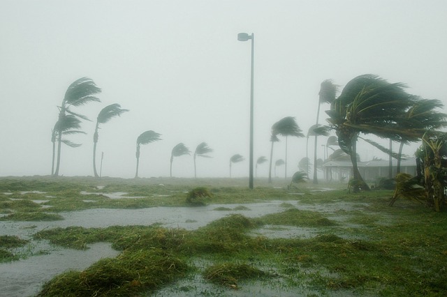 Powerful Winds Shaking Trees