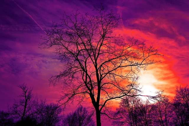 Purple Twilight