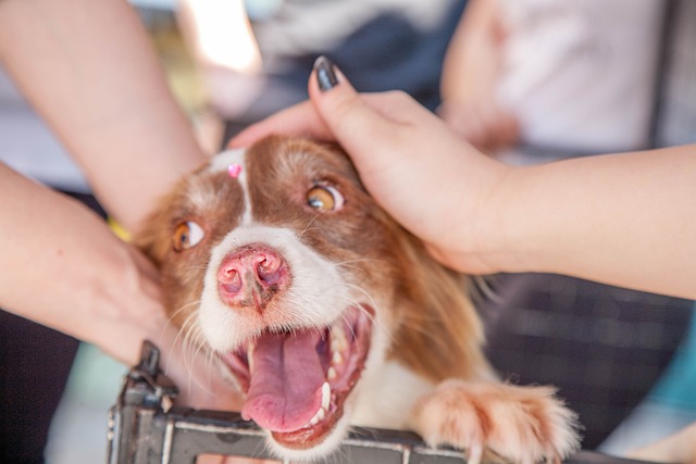 Rescuing a Abandoned Puppy