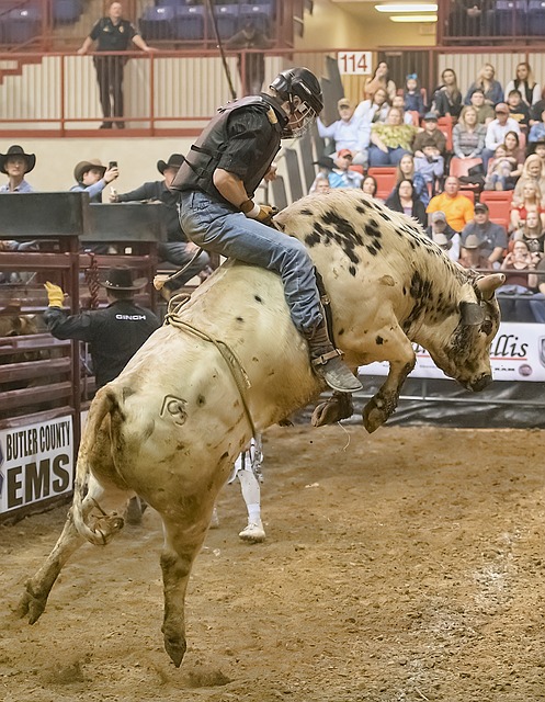 Riding a Bull