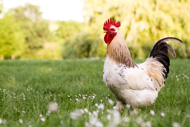 Rooster Crowing at Sunrise