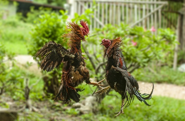  Rooster Fighting