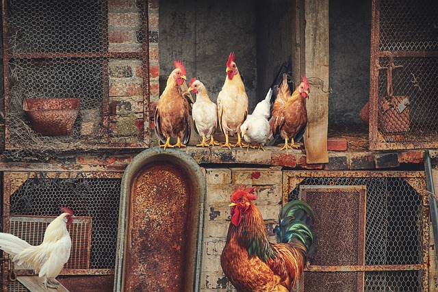 Rooster and Family