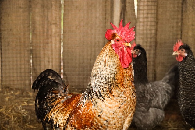 Rooster in a Cage