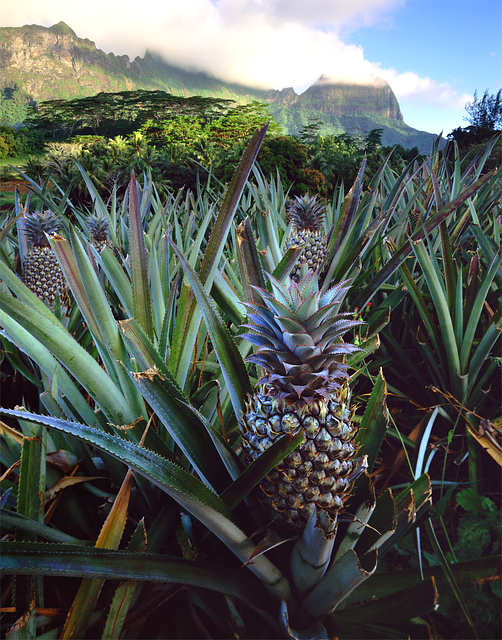  Seeing a Field of Pineapples