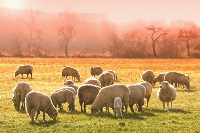  Sheep in a Meadow