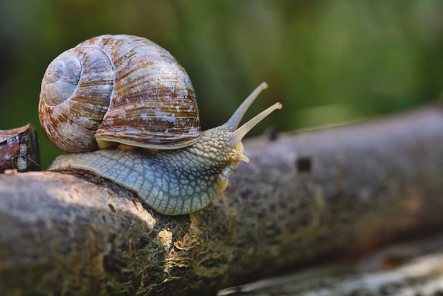 Snail Crossing a Narrow Bridge