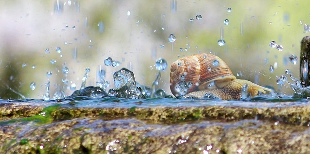 Snails in a Rainstorm