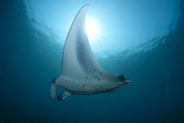 Stingrays Communicating with Light