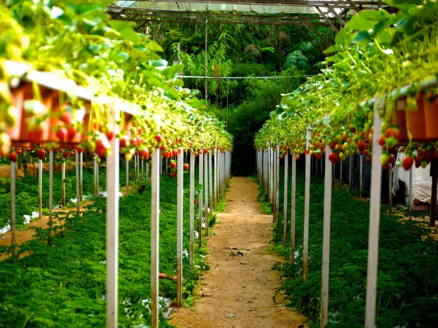  Strawberries in a Garden of Colors