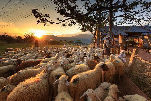 Sunset on the Farm