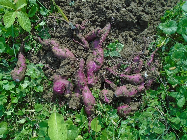 Sweet Potatoes in a Garden