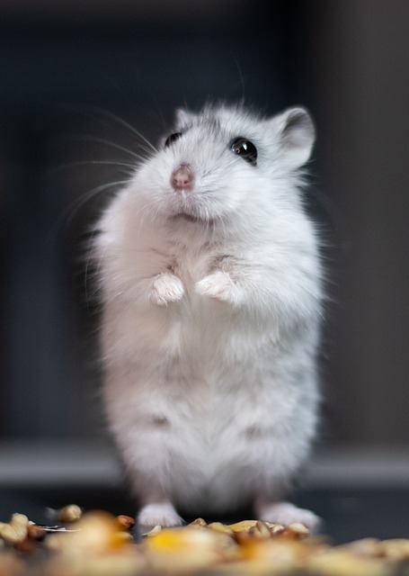  Talking Hamster