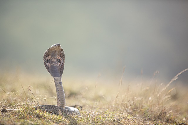 The Chasing Cobra