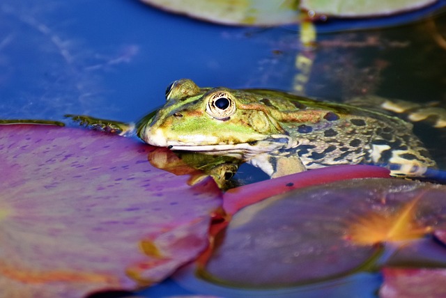 The Frogs in a Pond