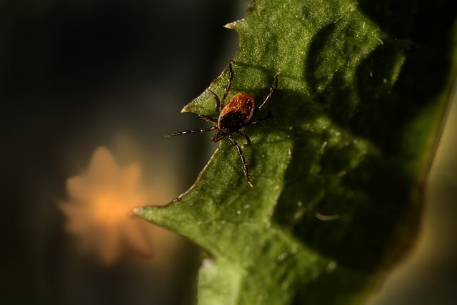  Ticks in a Forest