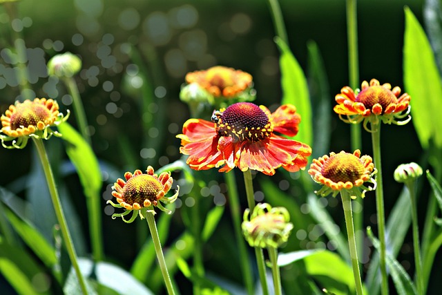  Ticks in a Garden