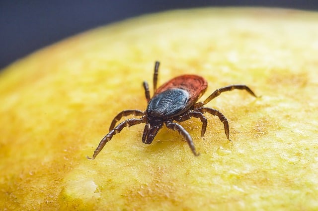  Ticks on Food