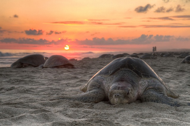 Turtle Crossing Your Path