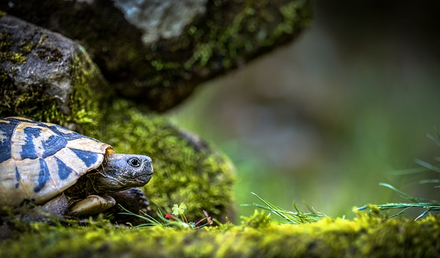 Turtle in a Garden