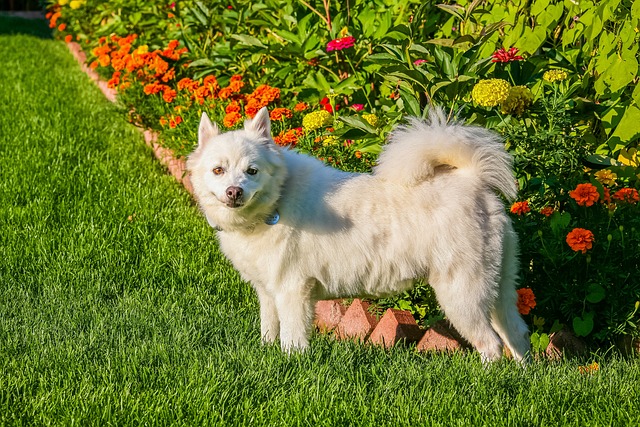  White Dog in a Blossoming Garden