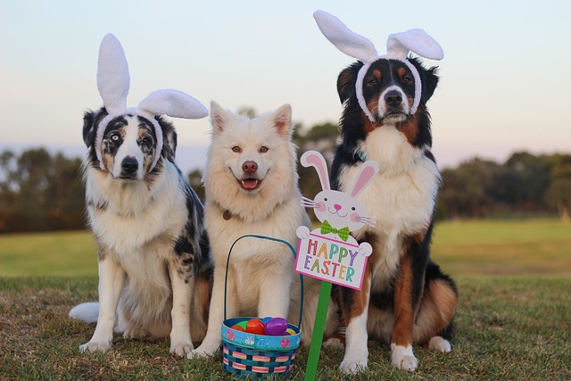 White Dog's Encounter with Other Canines