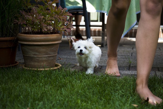  White Dog's Playful Interaction with Children