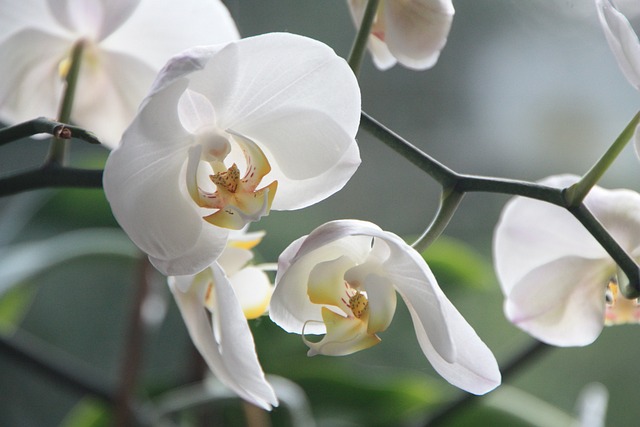 White Orchids in Full Bloom