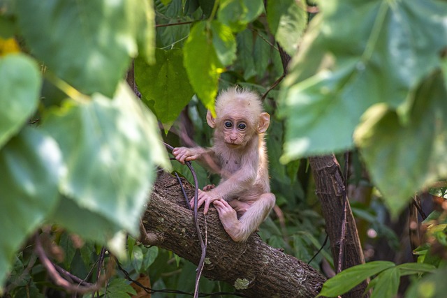 Baby Monkey