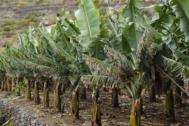 Banana Tree