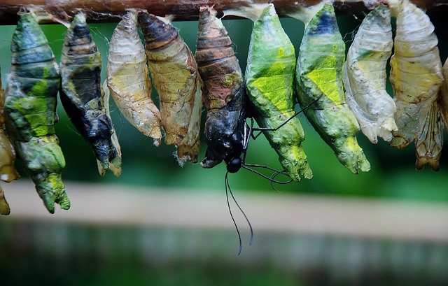  Caterpillar Building a Cocoon