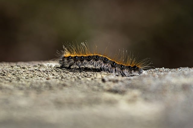 Caterpillar Crawling on the Ground